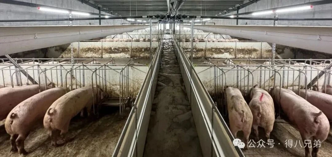 Vietinės žaliavos: pagrindinė skysto šėrimo kiaulių fermose sinergija ir vertės pranašumai