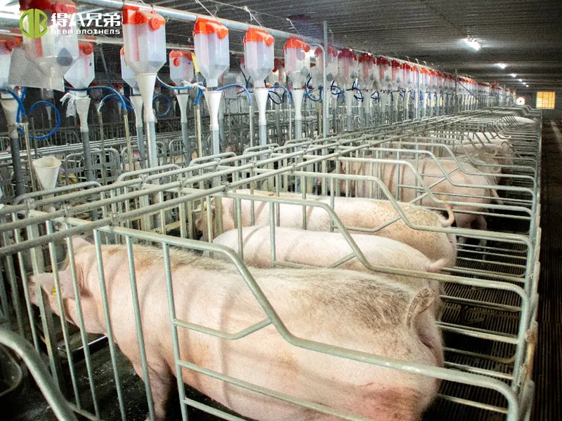 Kiaulių vėdinimo valdymas: nuo įprastų klaidų iki mokslinių sprendimų – išsamus vadovas
