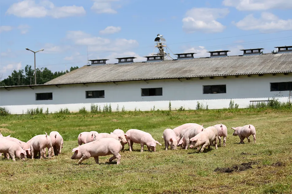Paršelių žindomų mirtingumo priežastys ir prevencijos priemonės