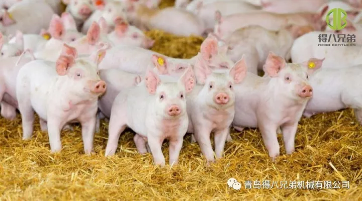 Kiaulių ūkio gyvūnų gerovės gerinimas – Kinijos leidimas