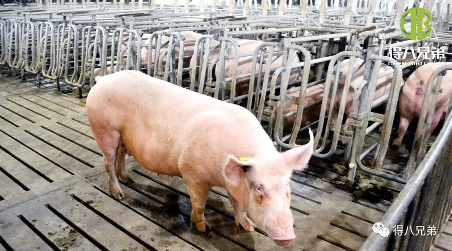 Fermentuotų pašarų poveikis besilaukiančioms paršavedėms
