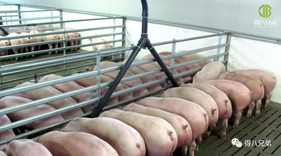 Fermentuotų pašarų tyrimų būklė Kinijoje