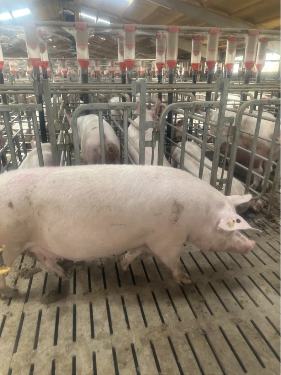 Debabrother vykdo klientų grįžtamąjį vizitą Ispanijoje